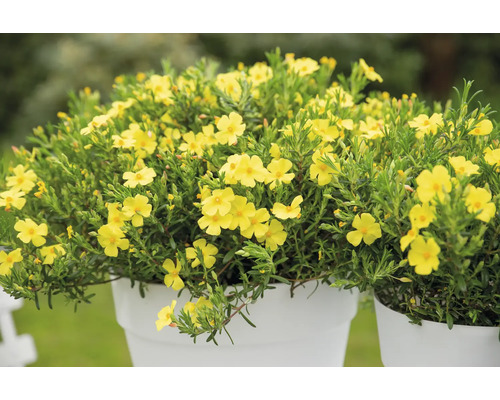 Pflanze mit gelben Blüten in einem Topf.