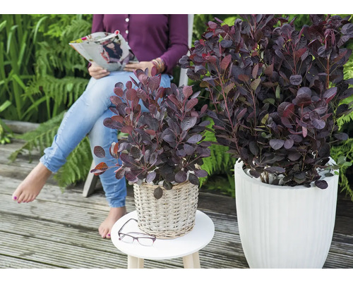 Lacksumach in Pflanzgefäßen auf einer Terrasse, eine Frau liest eine Zeitschrift