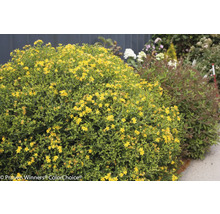Johanniskrautstrauch mit gelben Blüten