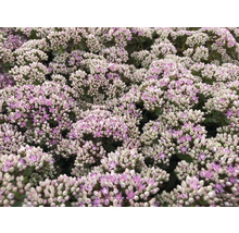 Nahaufnahme von Fetthenne Blüten