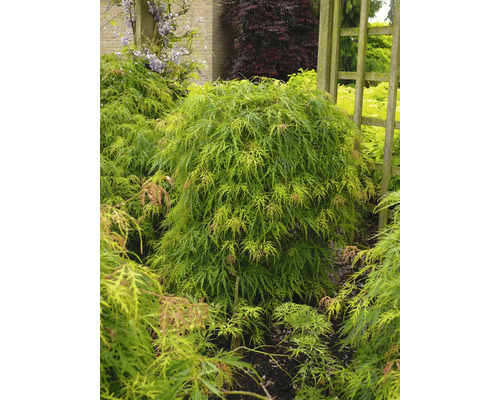 Japanischer Ahornbaum im Garten