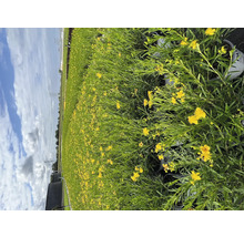 Feld mit blühenden gelben Hypericum Pflanzen in Töpfen.