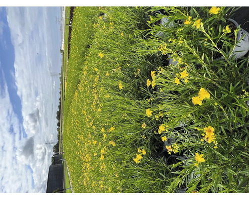 Feld mit blühenden gelben Hypericum Pflanzen in Töpfen.