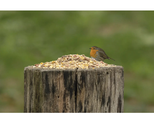 Rotkehlchen auf einem Futtertisch