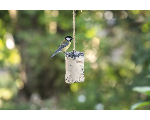 Meise auf einem Meisenknödelhalter im Garten