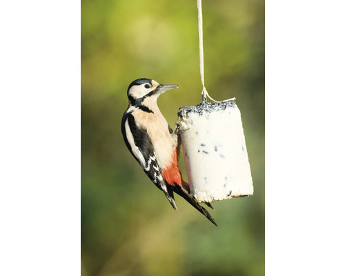 Specht frisst Futterrolle