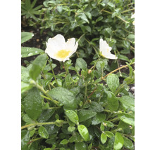 Zistrose FloraSelf Cistus obtusifolius H 5-30 cm Co 0,5 L
