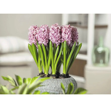 Hyazinthen in einem Topf