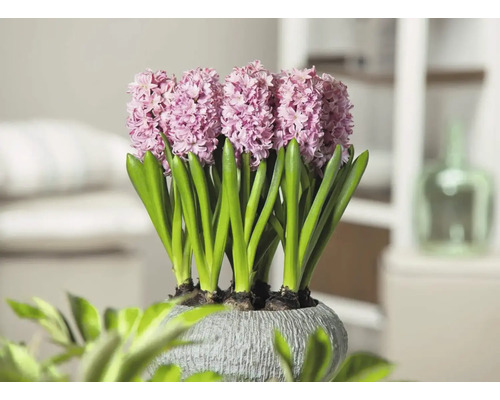 Hyazinthen in einem Topf