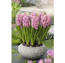 Hyazinthen in einem runden Topf
