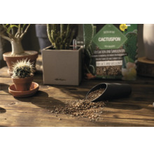 Cactuspon und Kakteen in Töpfen auf Holztisch