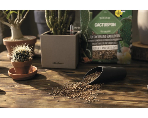 Szene mit Kaktus, Sukkulenten und einer Packung Kakteenerde auf einem Holztisch.