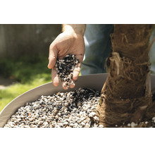 Hand füllt Pflanzgranulat in Pflanzgefäß mit Palme