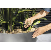 Person füllt Blähton in einen Pflanzkübel mit Pflanze