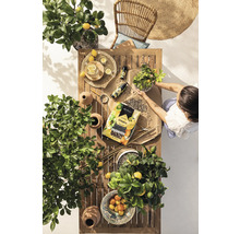 Gartenszene mit Holztisch, Zitruspflanzen, Stuhl, Gartenerde und einer Person