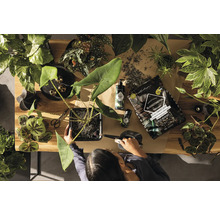 Draufsicht auf eine Person, die eine Zimmerpflanze umtopft, mit Utensilien wie Pflanzerde und Gießkanne.