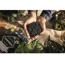 Blackstonepon Zimmerpflanzensubstrat in den Händen, mit Verpackung und Pflanzen