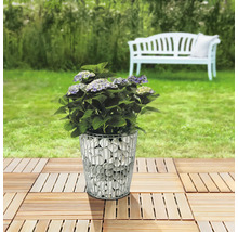Hortensie in Gabionen-Pflanzgefäß auf Holzfliesen im Garten