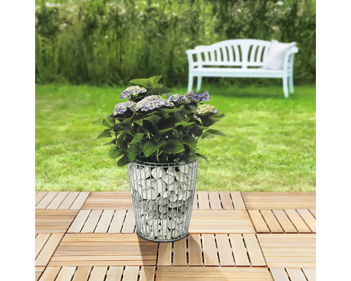 Hortensie in Gabionen-Pflanzgefäß auf Holzfliesen im Garten