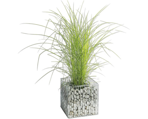 Ziergras im Gabionen Pflanzgefäß