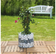Dipladenia in Gabionenpflanzgefäß mit Gartenbank im Hintergrund