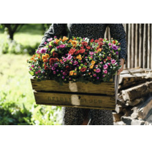 Frau trägt Holzkiste voller Herbstchrysanthemen