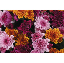 Nahaufnahme von Chrysanthemenblüten in verschiedenen Farbtönen.