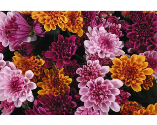 Nahaufnahme von Chrysanthemenblüten in verschiedenen Farbtönen.