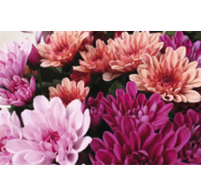 Nahaufnahme von Chrysanthemenblüten