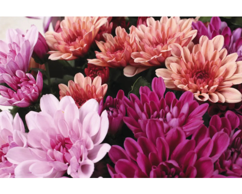 Nahaufnahme von Chrysanthemenblüten