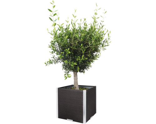 Olivenbaum im Topf