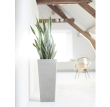 Zimmer mit Zimmerpflanze Sansevieria im Pflanzgefäß