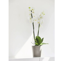Weiße Orchidee im Topf