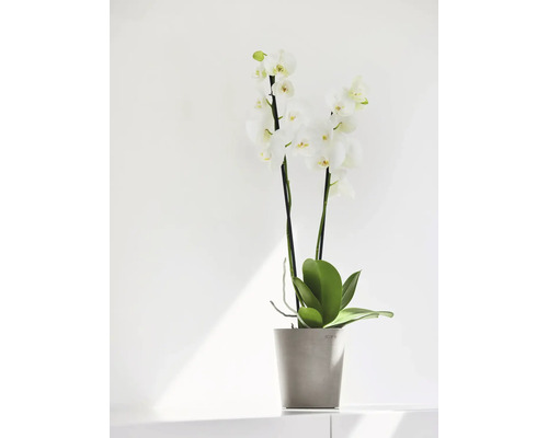 Weiße Orchidee im Topf