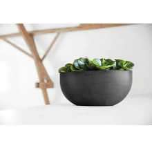 Schwarze Pflanzschale mit grünen Pflanzen