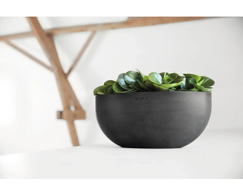 Schwarze Pflanzschale mit grünen Pflanzen