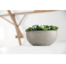 Pflanzgefäß aus Kunststoff mit grünen Pflanzen