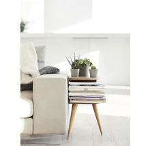 Dekorative Zimmerpflanzen in Töpfen auf einem Beistelltisch aus Zeitschriften neben einem Sofa.