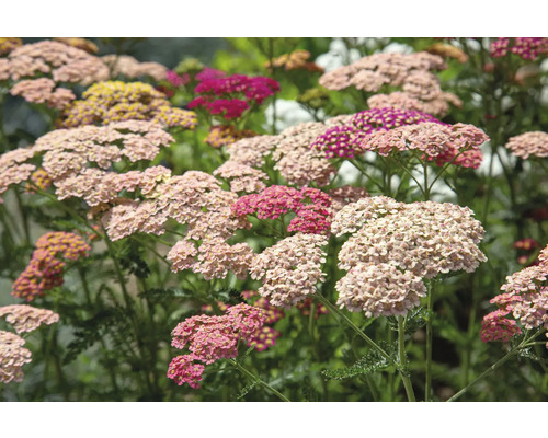 Schafgarbe FloraSelf Achillea millefolium 'Milly Rock' Rose Co 0,5 L