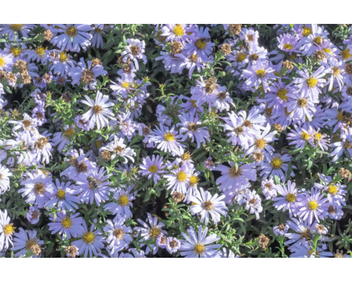 Kissenaster FloraSelf Aster dumosus 'Mittelmeer' Co 0,5 L