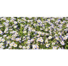 Feld von Gänseblümchen mit grünen Stielen