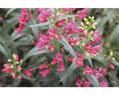 Bartfaden FloraSelf Penstemon barbatus 'Twizzle Scarlet' Co 0,5 L