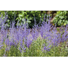 Blauraute FloraSelf Perovskia atriplicifolia 'Blue Spire' Co 0,5 L