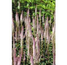 Hohe, schlanke Veronica-Blütenstände im Gartenbeet.