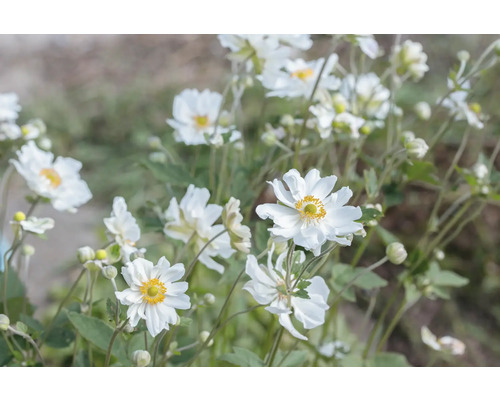 Herbst-Anemone FloraSelf Anemone japonica 'Whirlwind' Co 0,5 L halbgefüllt