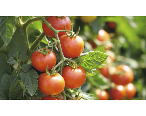 Tomatenpflanze mit reifen Tomaten an der Rispe