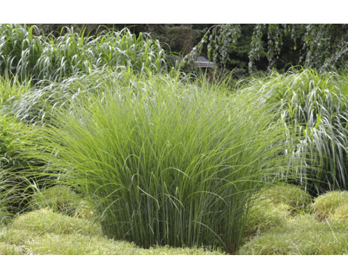 Ziergras im Garten