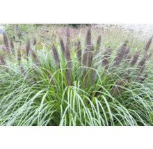 Pennisetum-alopecuroides-Gras im Garten