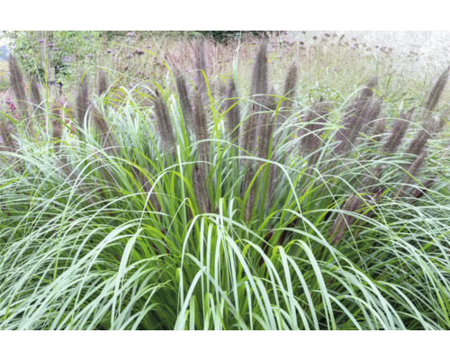 Lampenputzergras FloraSelf Pennisetum alopecuroides 'Black Beauty' Co 0,5 L