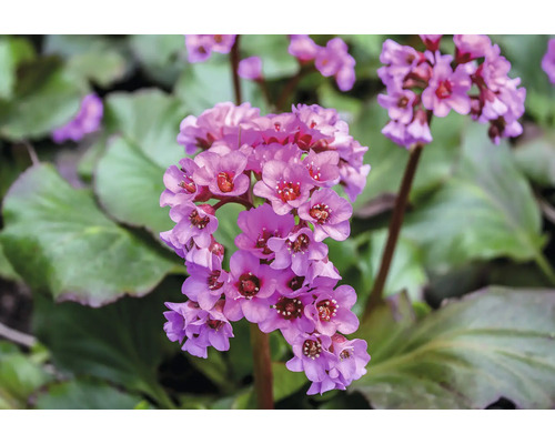 Bergenie Floraself Bergenia cordifolia 'Ouverture' Co 0,5 L